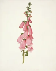 PD.101-1973f.50 Digitale (Digitalis purpura)